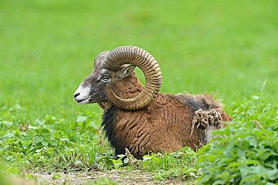 NS国行《耀西的手工世界》7月9日正式发售 7月5日开启预售